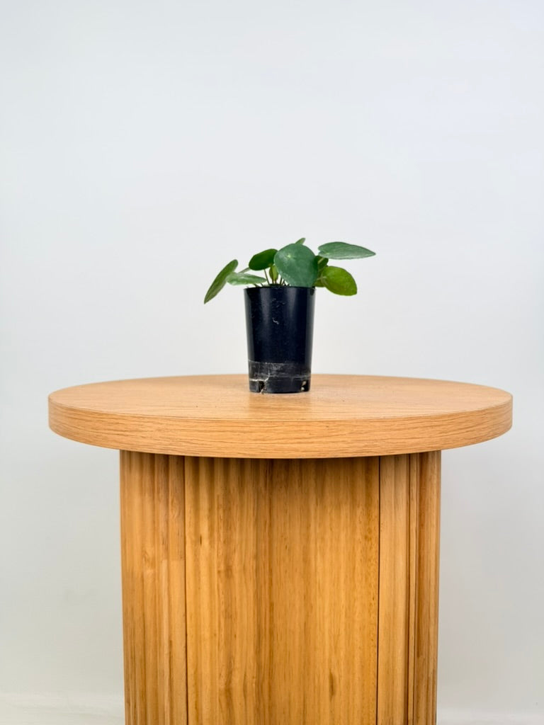 Pilea Peperomioides