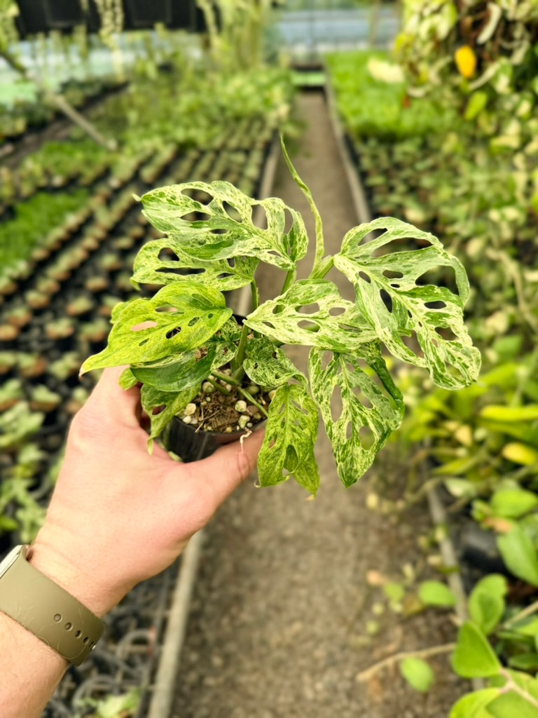 Monstera Adansonii Variegated Mint / Mottled