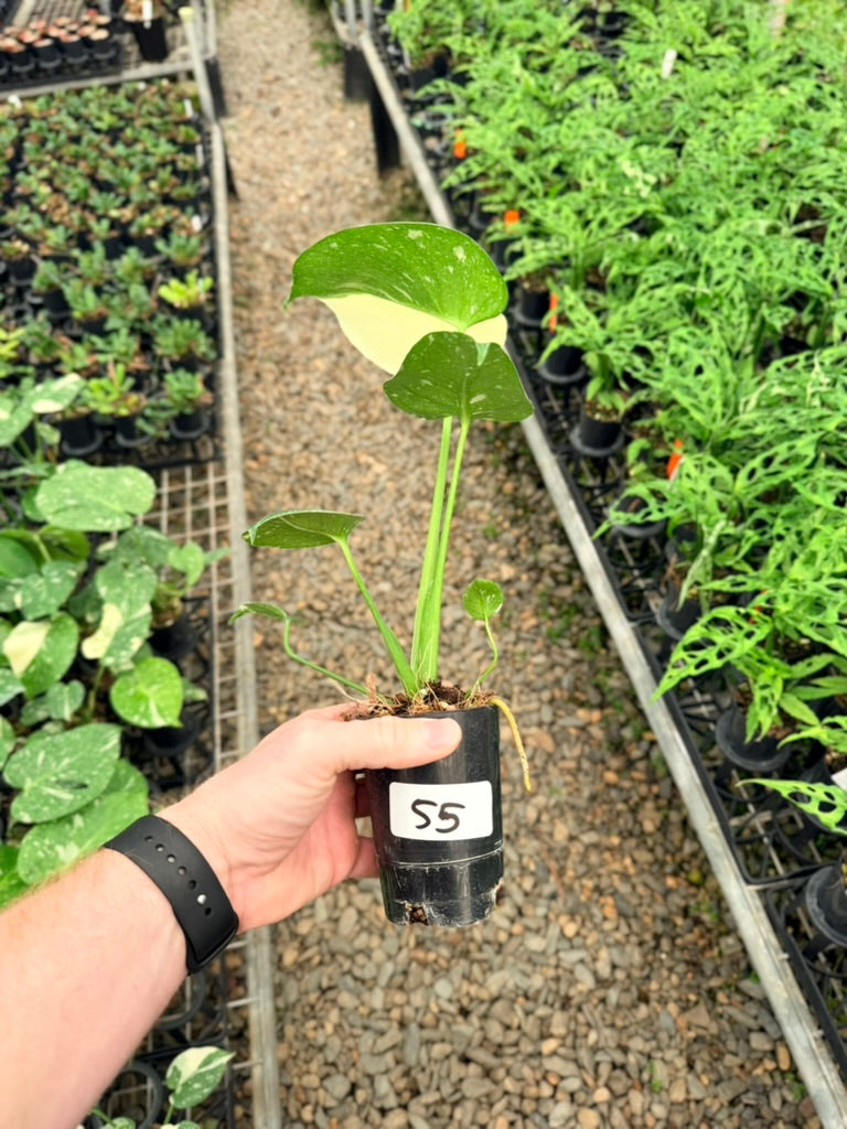 Handpicked #55 - Monstera Deliciosa - Thai Constellation
