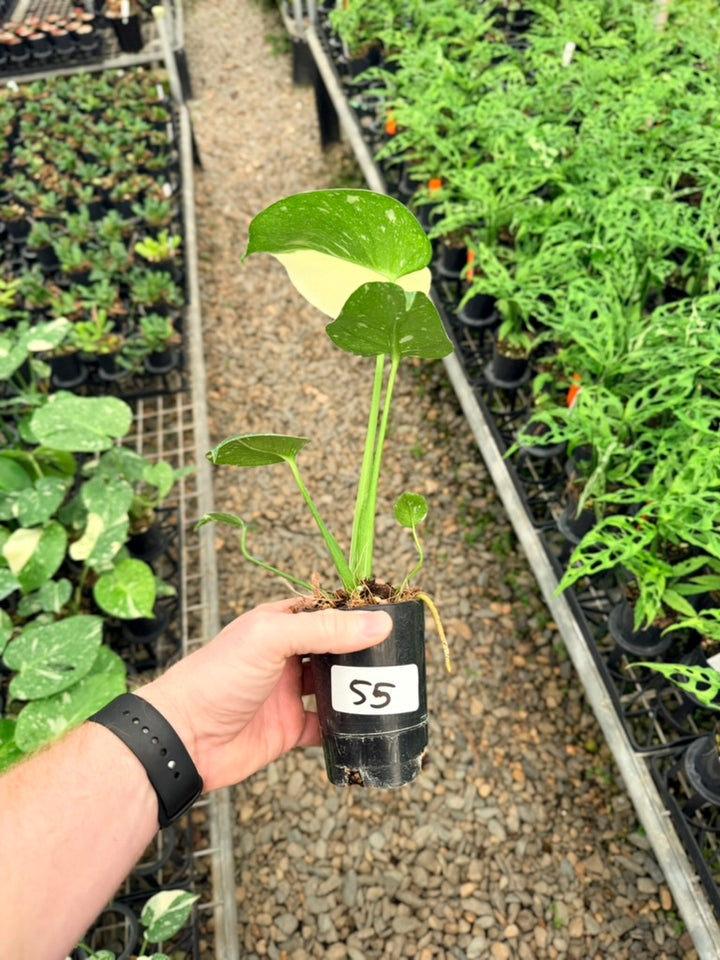 Handpicked #55 - Monstera Deliciosa - Thai Constellation