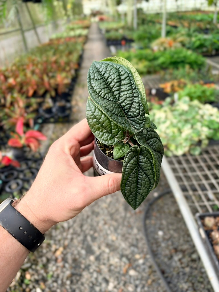 Handpicked #95 - Piper Parmatum