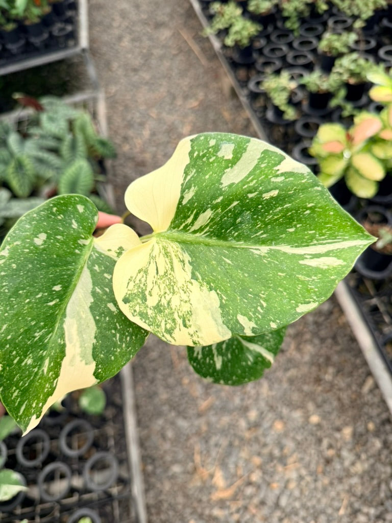 Handpicked #52 - Monstera Deliciosa - Thai Constellation