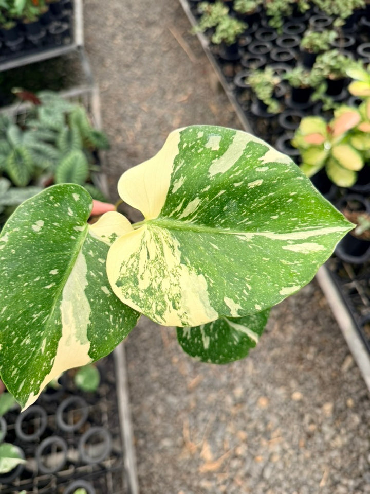 Handpicked #52 - Monstera Deliciosa - Thai Constellation