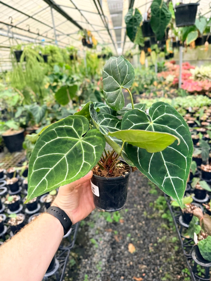 Handpicked #135 - Anthurium Crystallinum - Multi Headed