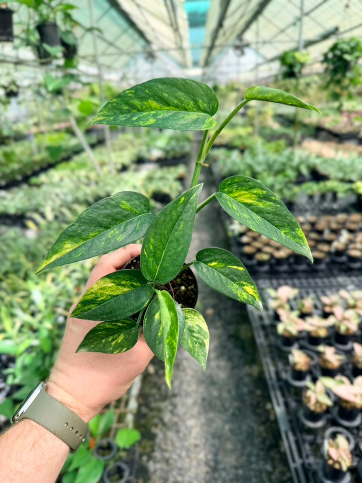 Epipremnum Pinnatum - Yellow Flame