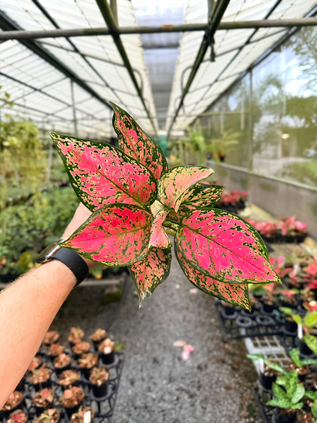 Aglaonema Commutatum - Anyamanee - MINI