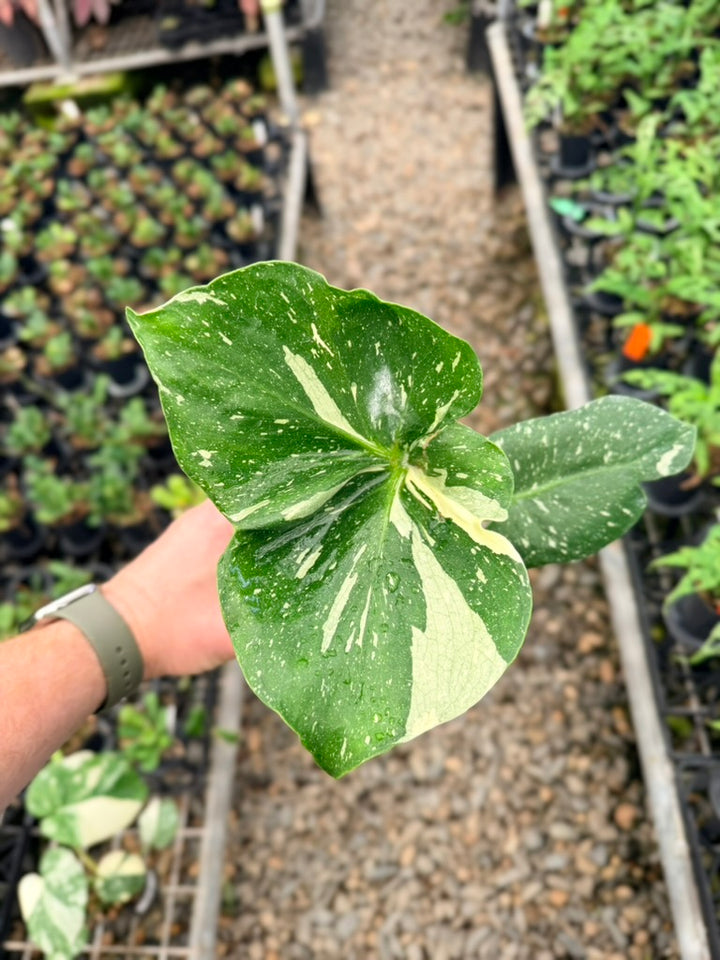 Handpicked #29 - Monstera Deliciosa Thai Constellation - Unique leaf mutation