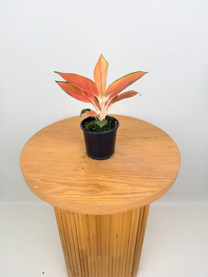 Aglaonema Commutatum - Spitfire