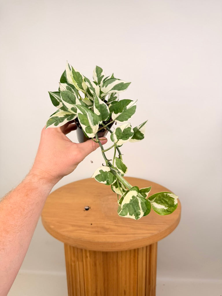 Epipremnum Aureum -  Snow Queen