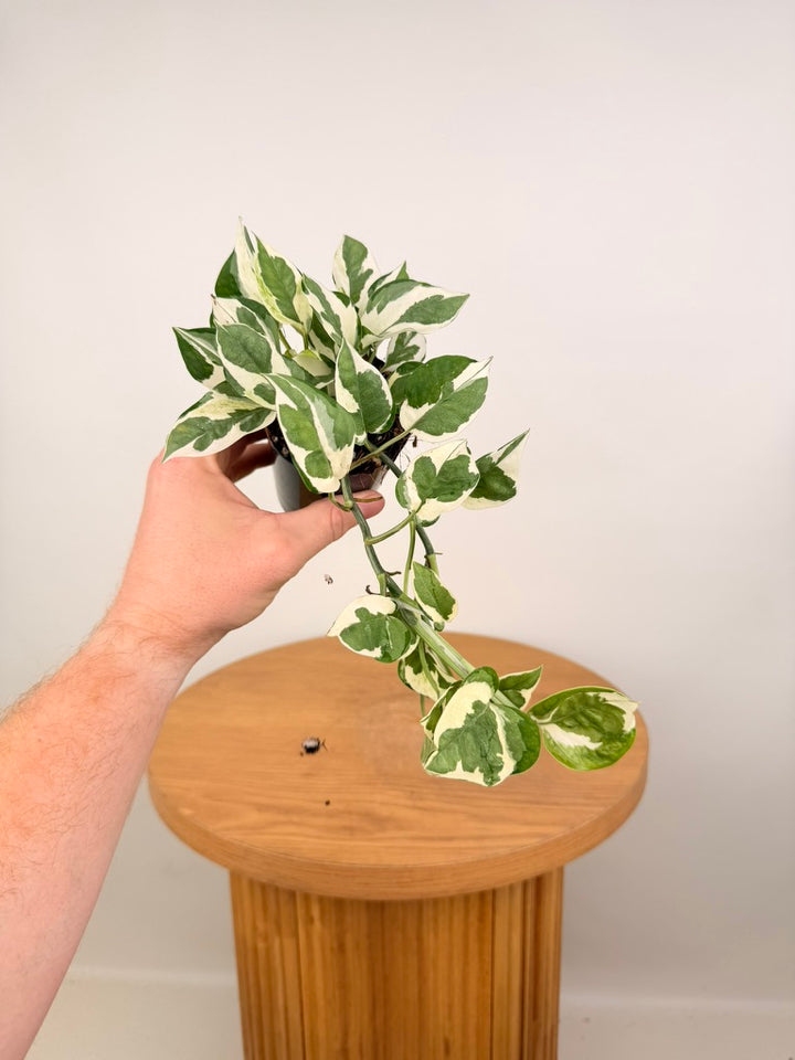 Epipremnum Aureum -  Snow Queen