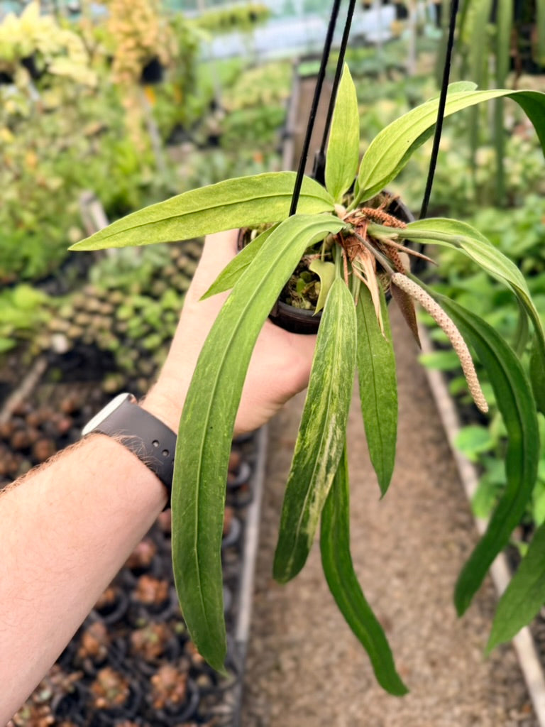 Handpicked #20 - Anthurium Vittariifolium Variegata