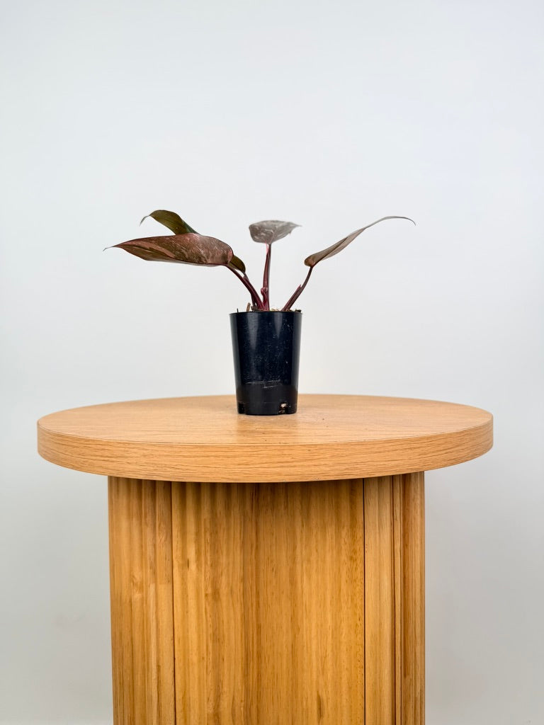 Philodendron Erubescens - Pink Princess Galaxy Marble