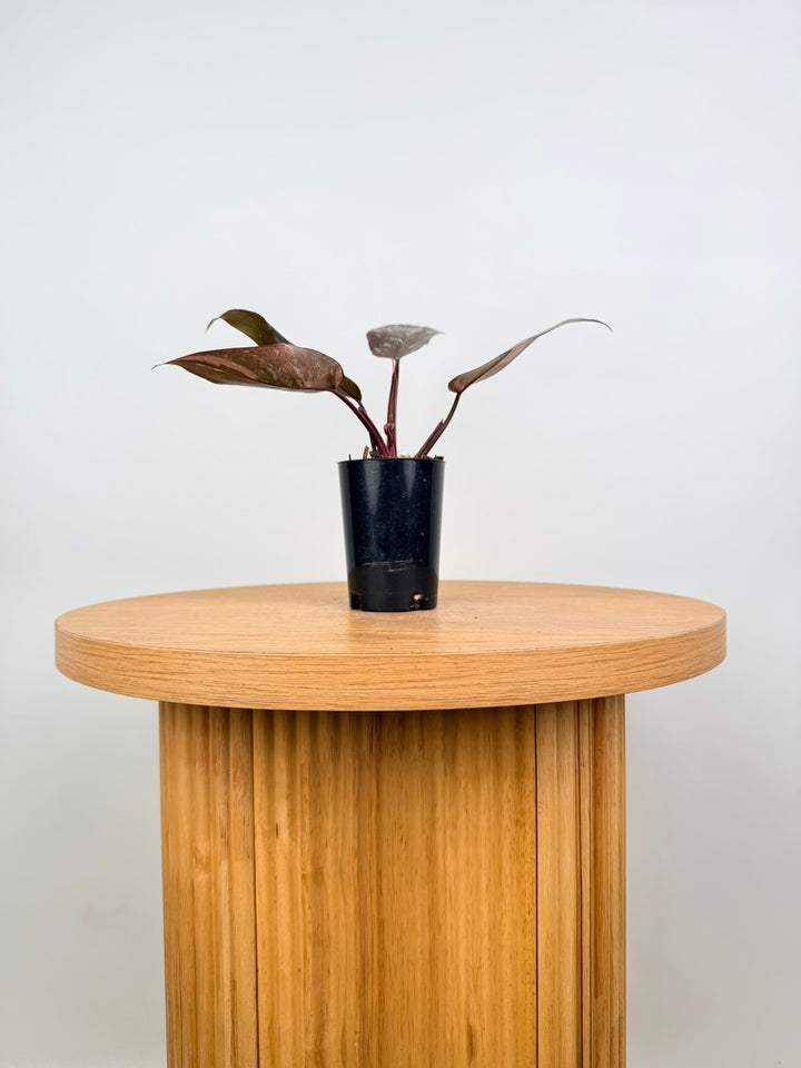 Philodendron Erubescens - Pink Princess Galaxy Marble