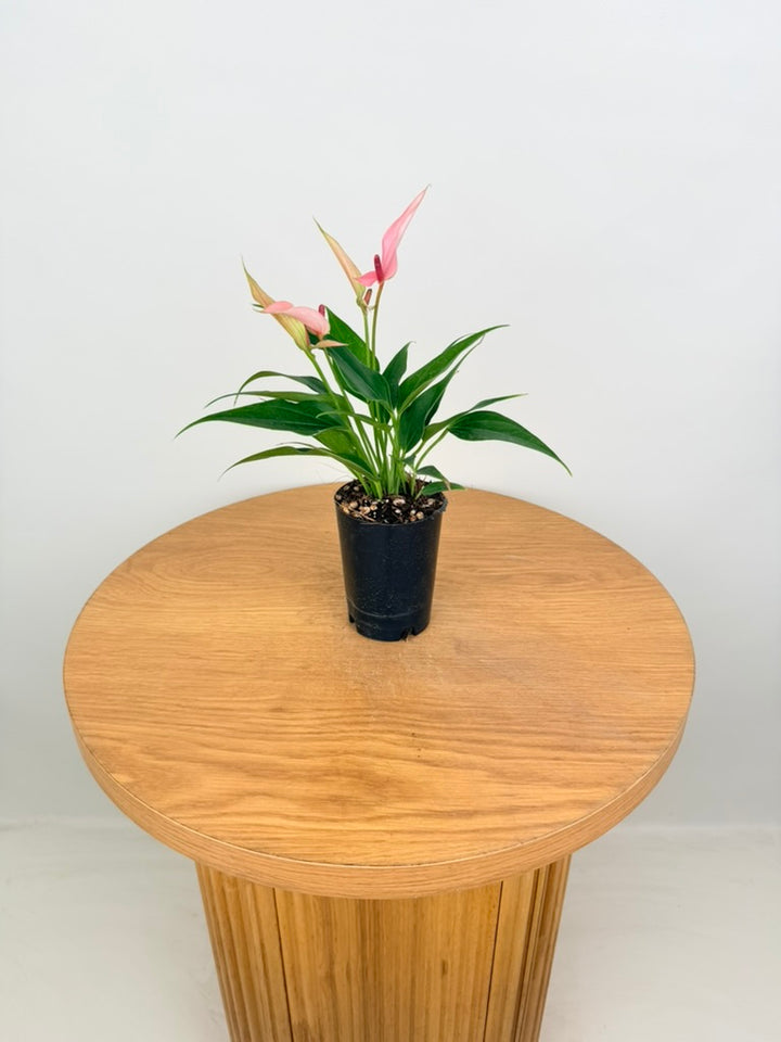 Anthurium Andraeanum - Lilli [Pink Flower]