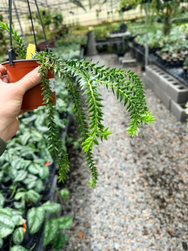 Handpicked #31 - Phlegmariurus Phlegmarioides X Phlegmariurus Ledermannii - Tassel Fern