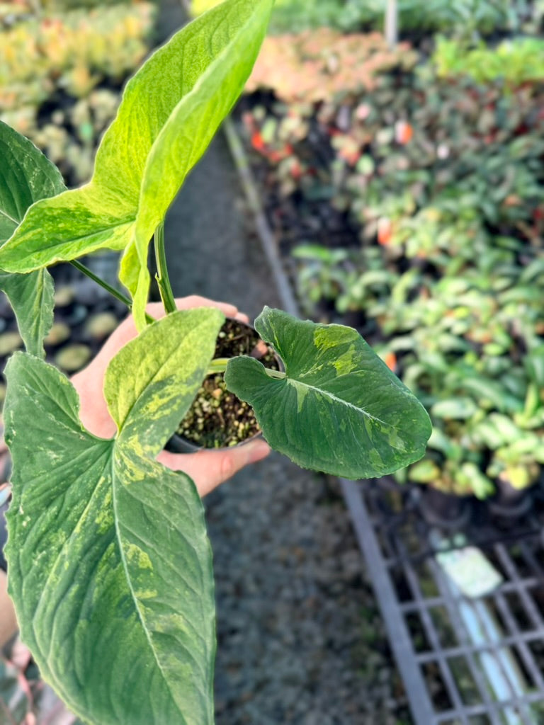Handpicked #42 - Syngonium Wendlandii - Scrambled Eggs
