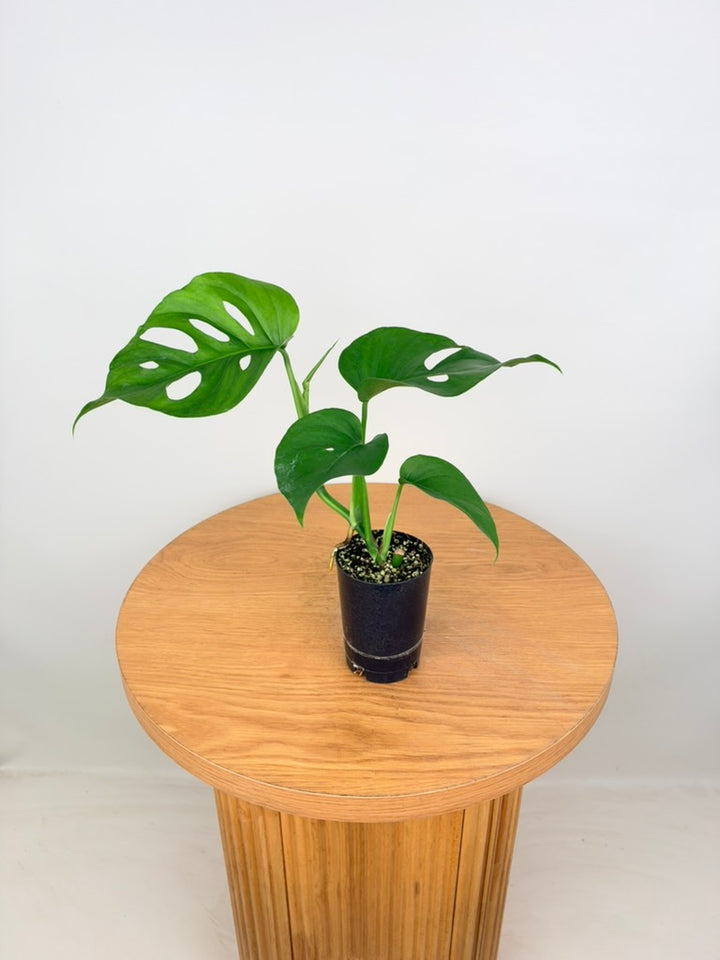 Monstera Deliciosa Var. Borsigiana X Laniata