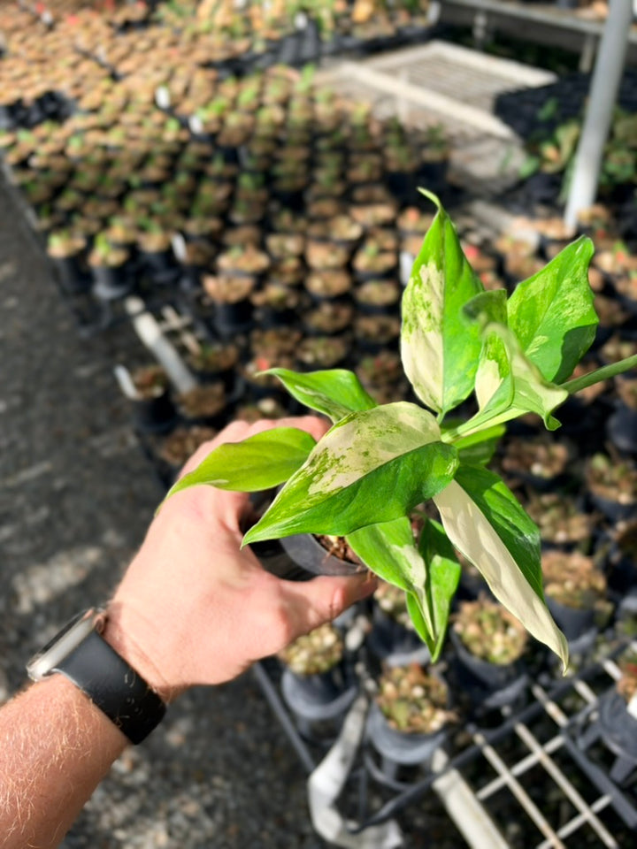 Handpicked #75 -Aglaonema Modestum Variegata