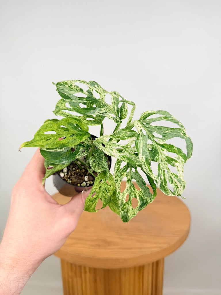 Monstera Adansonii Variegated Mint / Mottled
