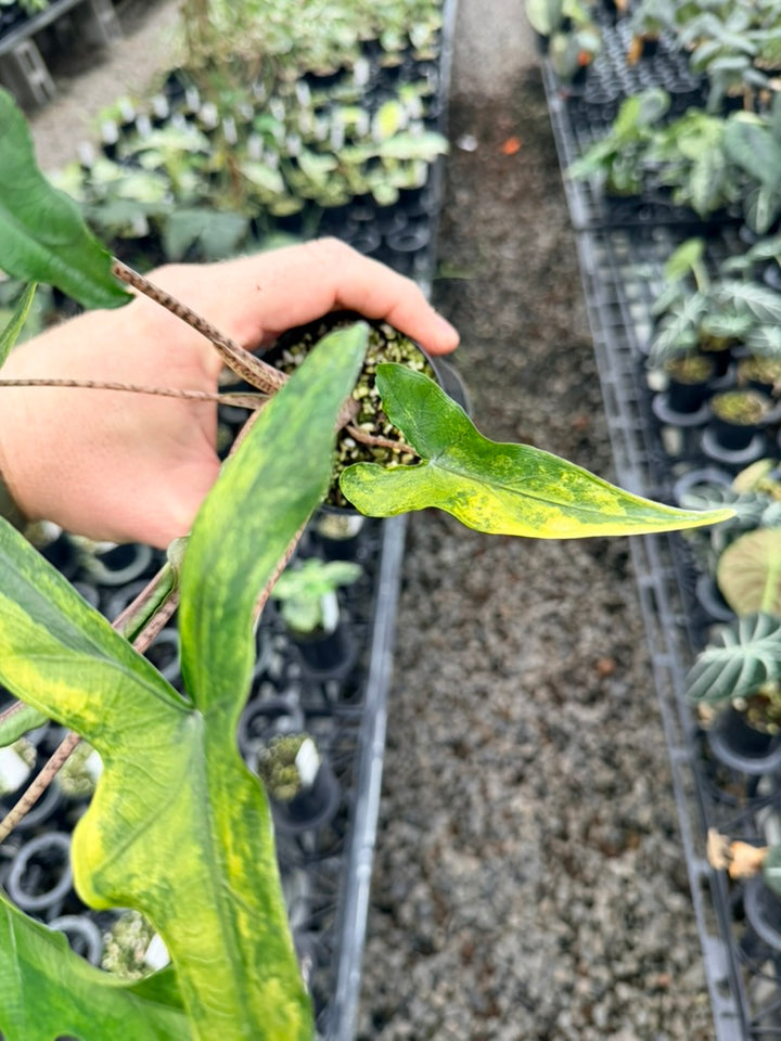 Handpicked #22 - Alocasia sp Sulewasi 'Sabrina Narrow' - Aurea Variegata
