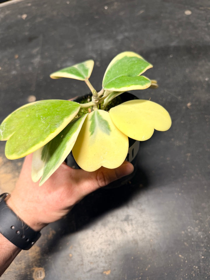 Handpicked #91 - Hoya Kerrii Albomarginata - 100mm Pot