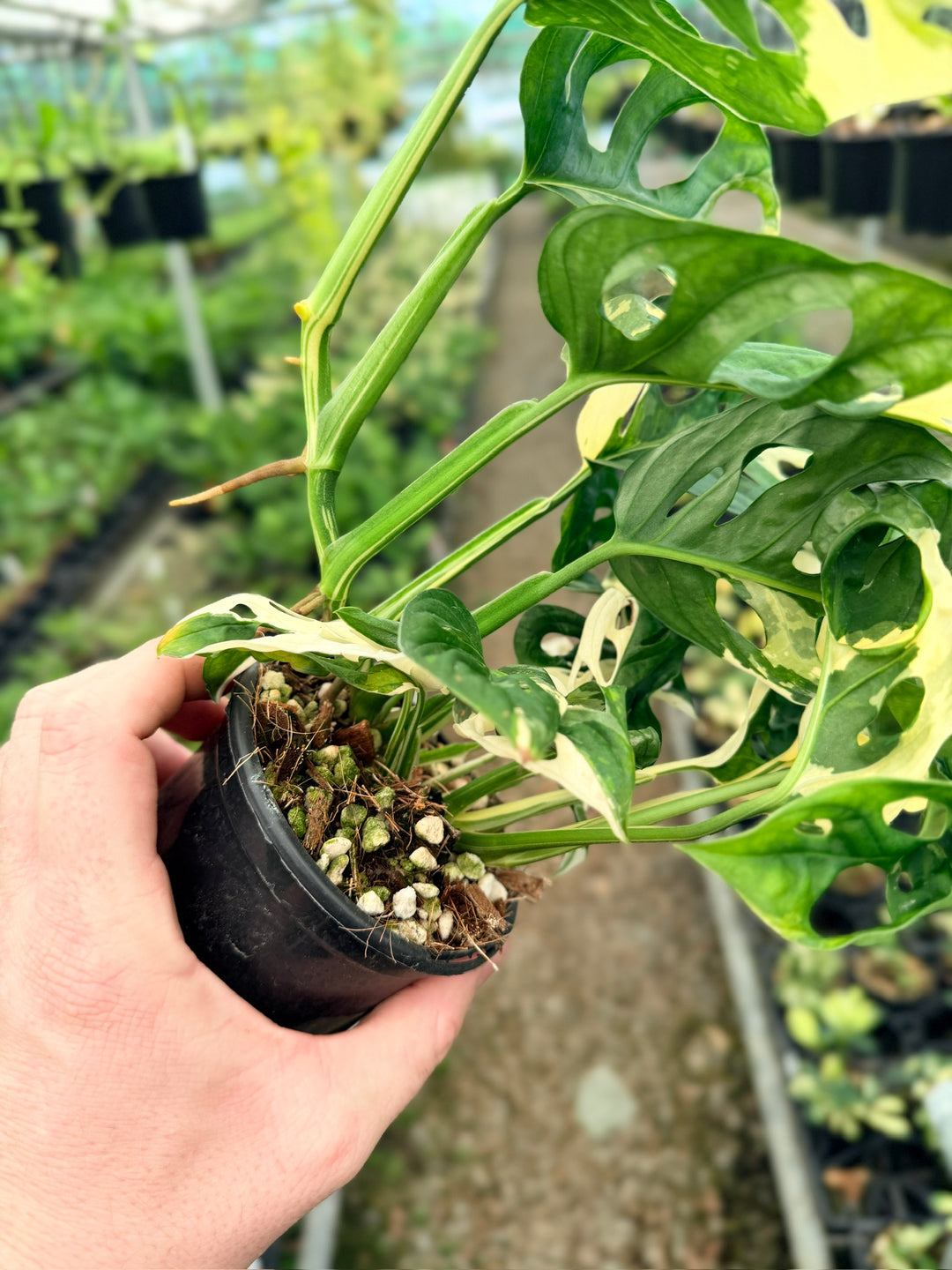 Handpicked #123 - Monstera Adansonii - Monkey Mask - Variegated Albo - Double Planted