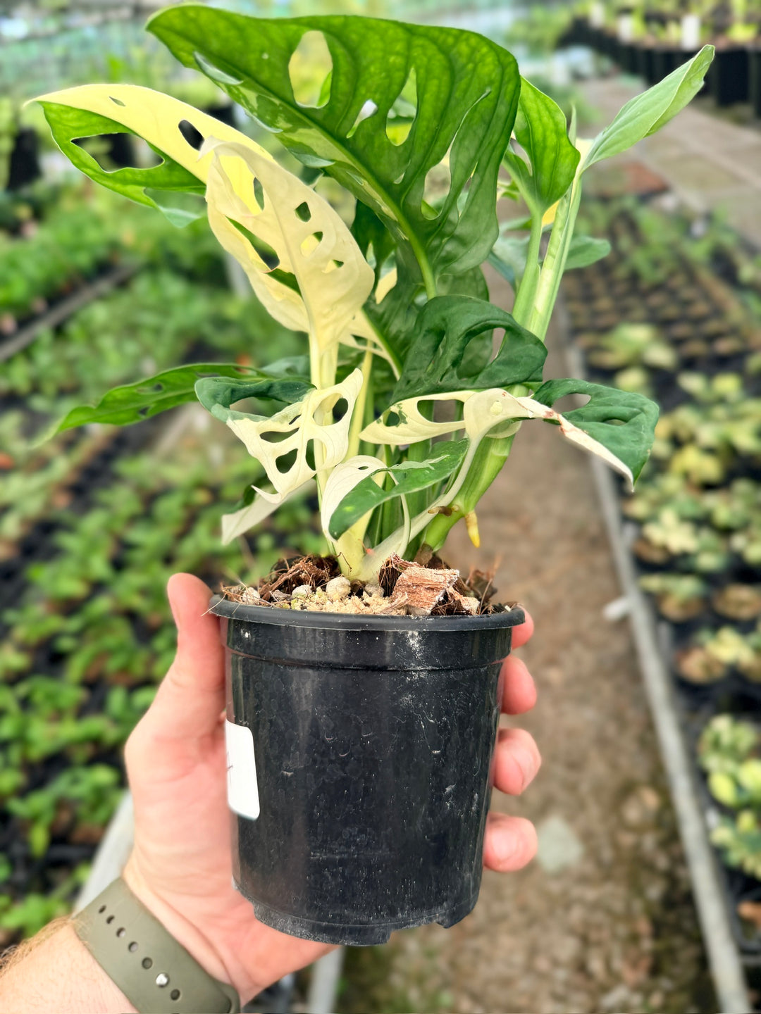 Handpicked #124 - Monstera Adansonii - Monkey Mask - Variegated Albo - Double Planted