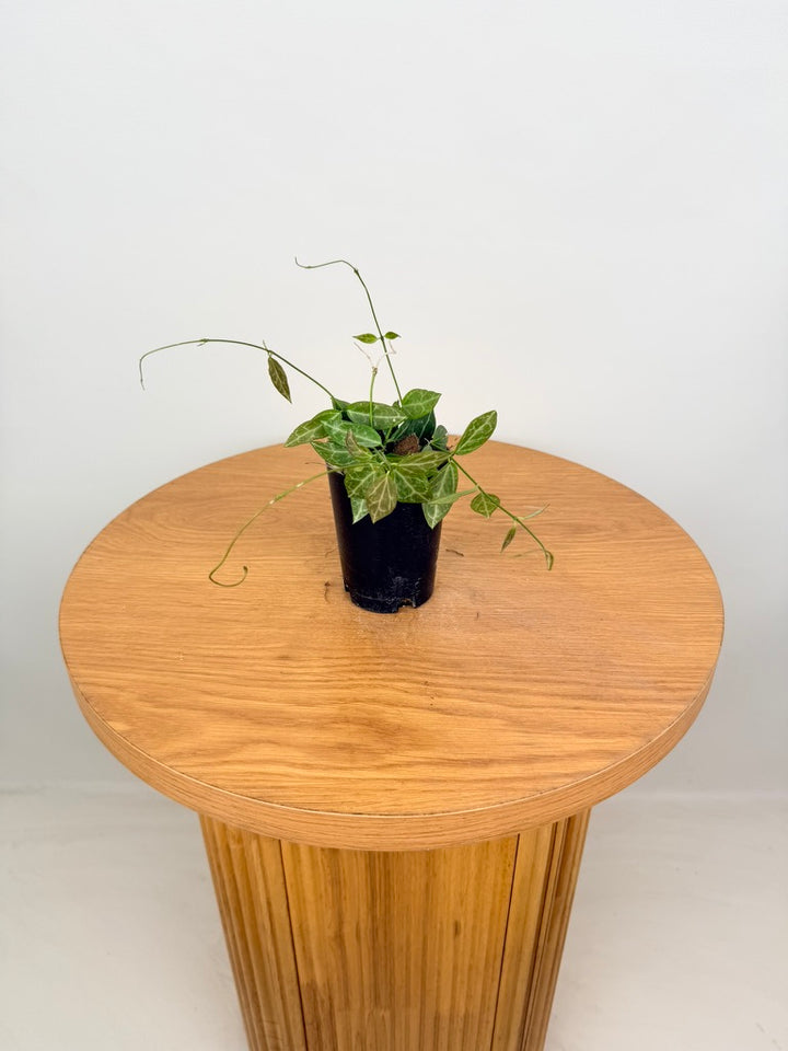 Dischidia Ovata - Large Leaf Form