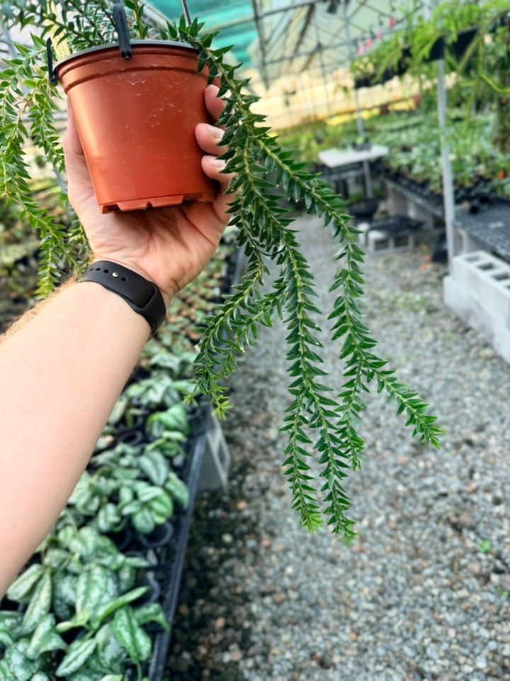 Handpicked #2 - Phlegmariurus Phlegmarioides X Phlegmariurus Ledermannii - Tassel Fern