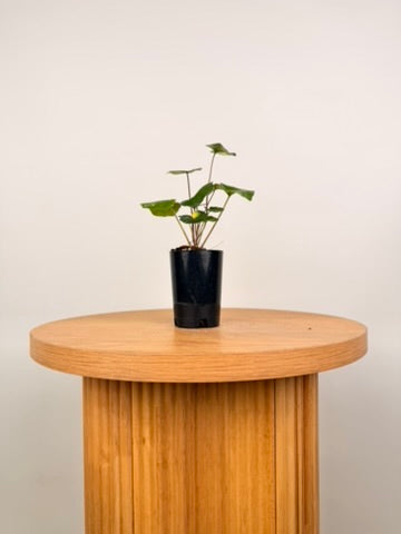 Farfugium Japonicum - Aureomaculatum