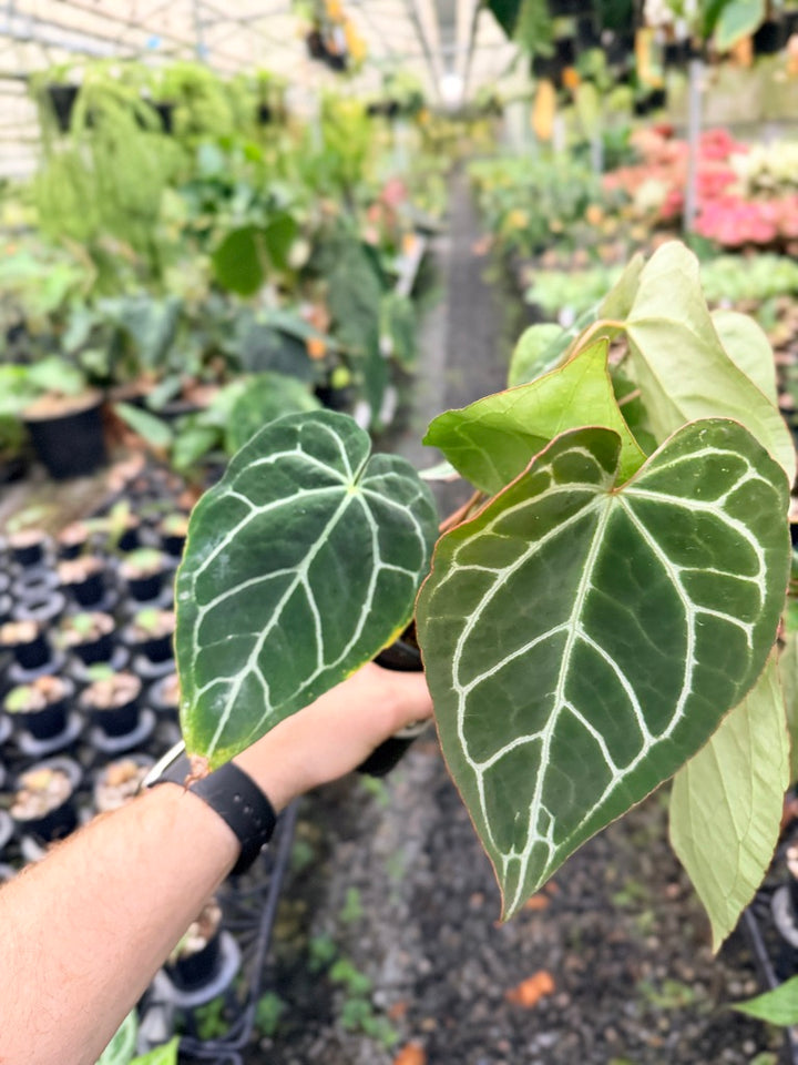 Handpicked #134 - Anthurium Crystallinum - Multi Headed