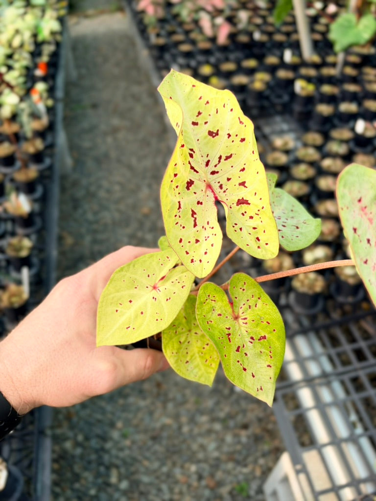 Handpicked #86 - Caladium Bicolor - Miss Muffet