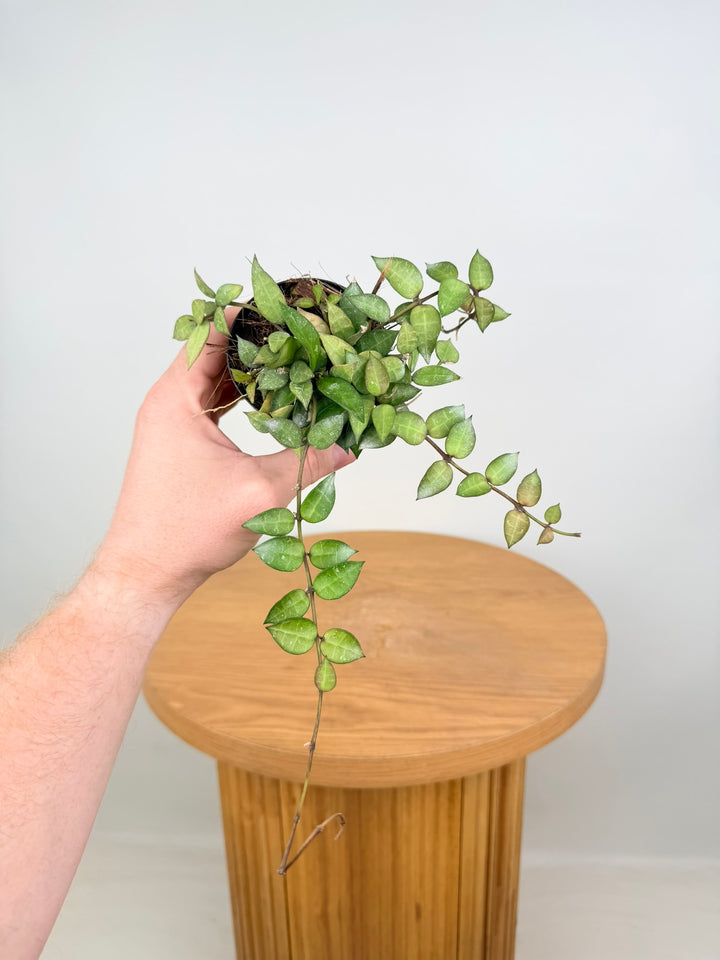 Hoya Lacunosa