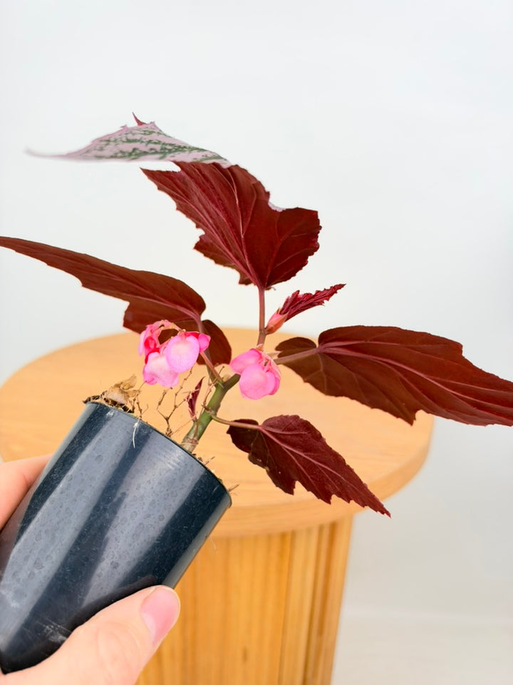 Begonia Pink Minx