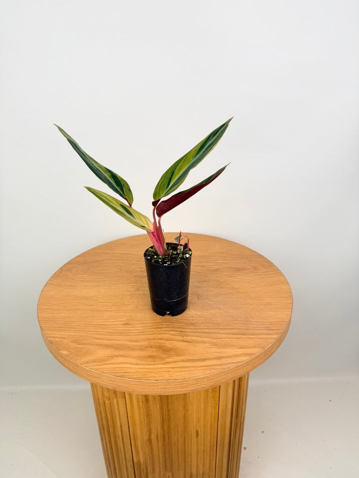 Stromanthe Sanguinea - Horticolor