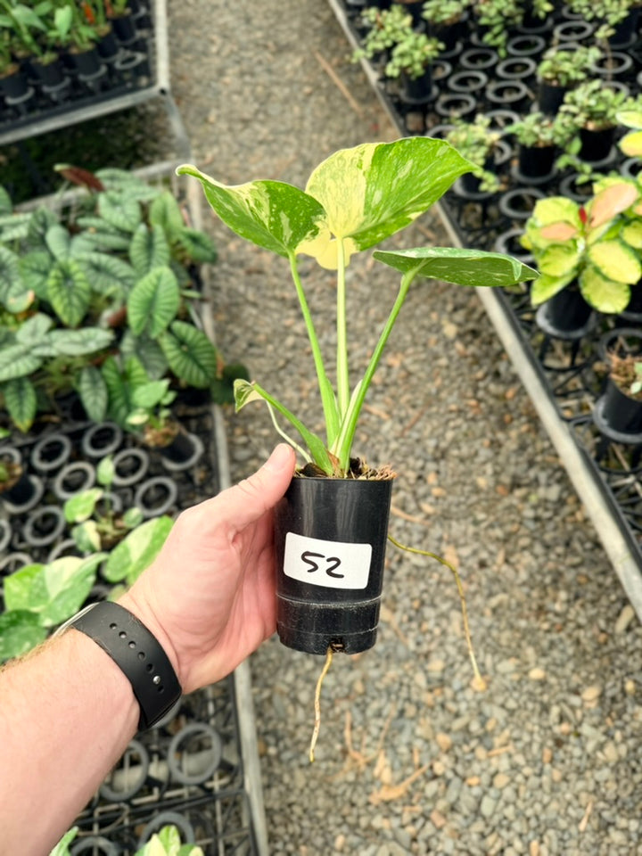 Handpicked #52 - Monstera Deliciosa - Thai Constellation
