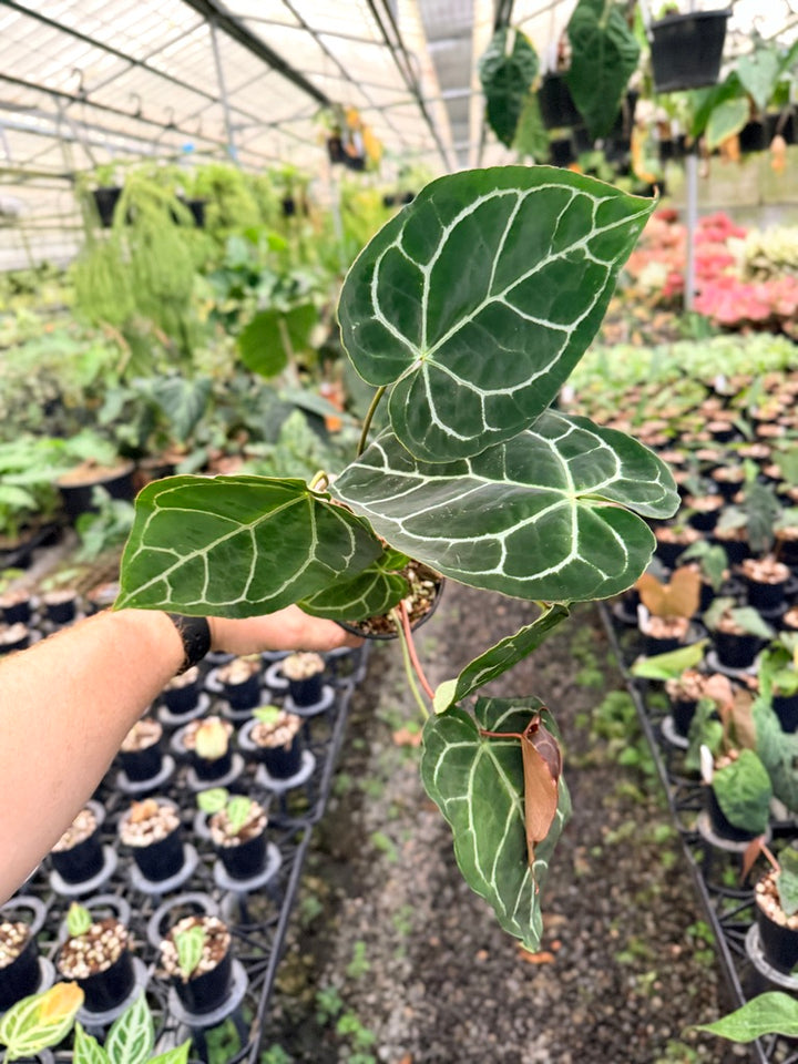 Handpicked #137 - Anthurium Crystallinum - Multi Headed