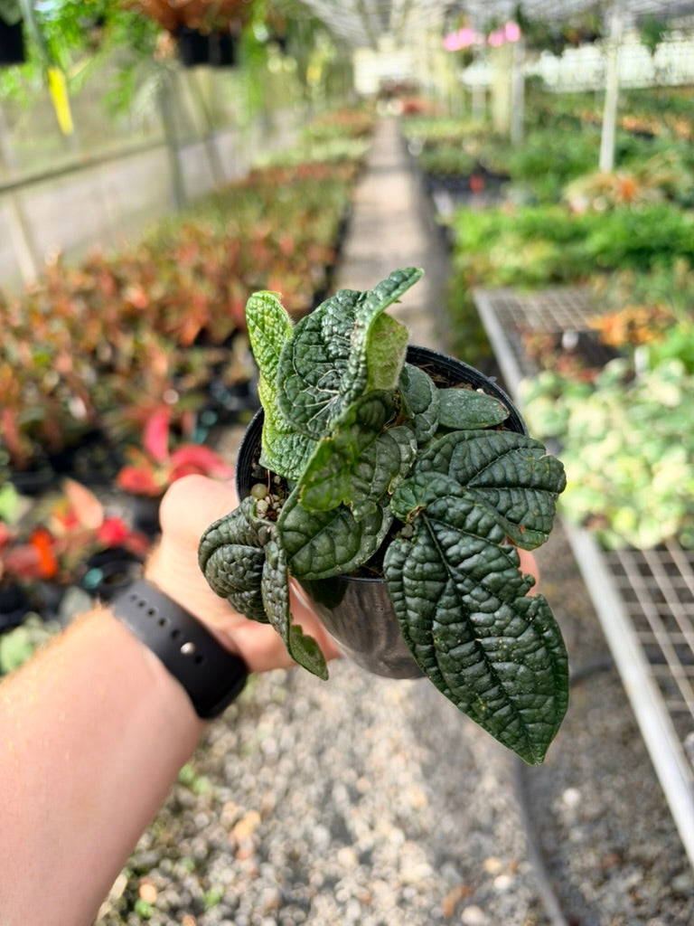 Handpicked #93 - Piper Parmatum
