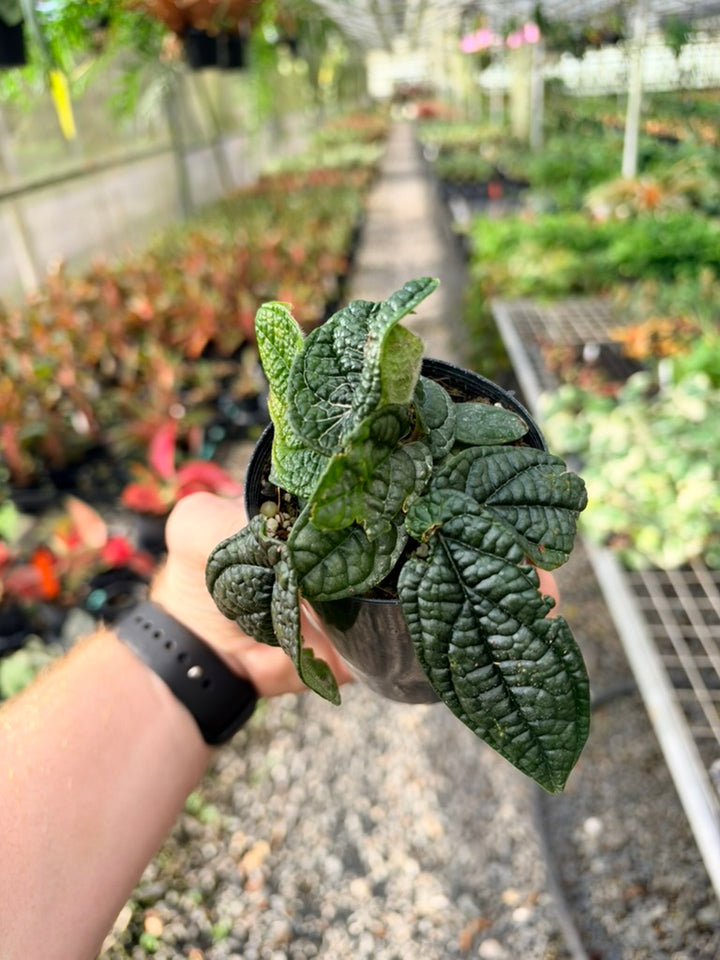 Handpicked #93 - Piper Parmatum