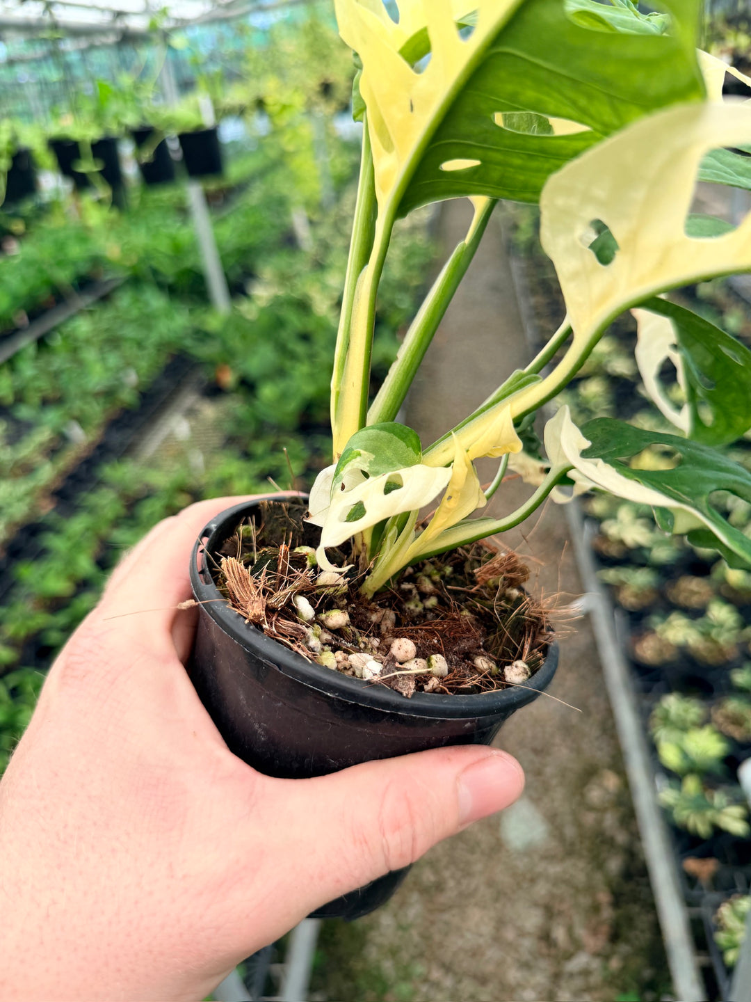 Handpicked #128 - Monstera Adansonii - Monkey Mask - Variegated Albo - Double Planted