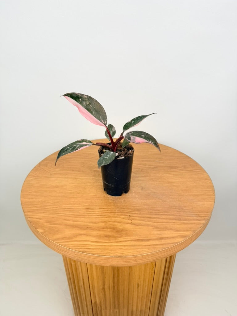 Philodendron Erubescens - Pink Princess Galaxy Marble - Imperfect Foliage