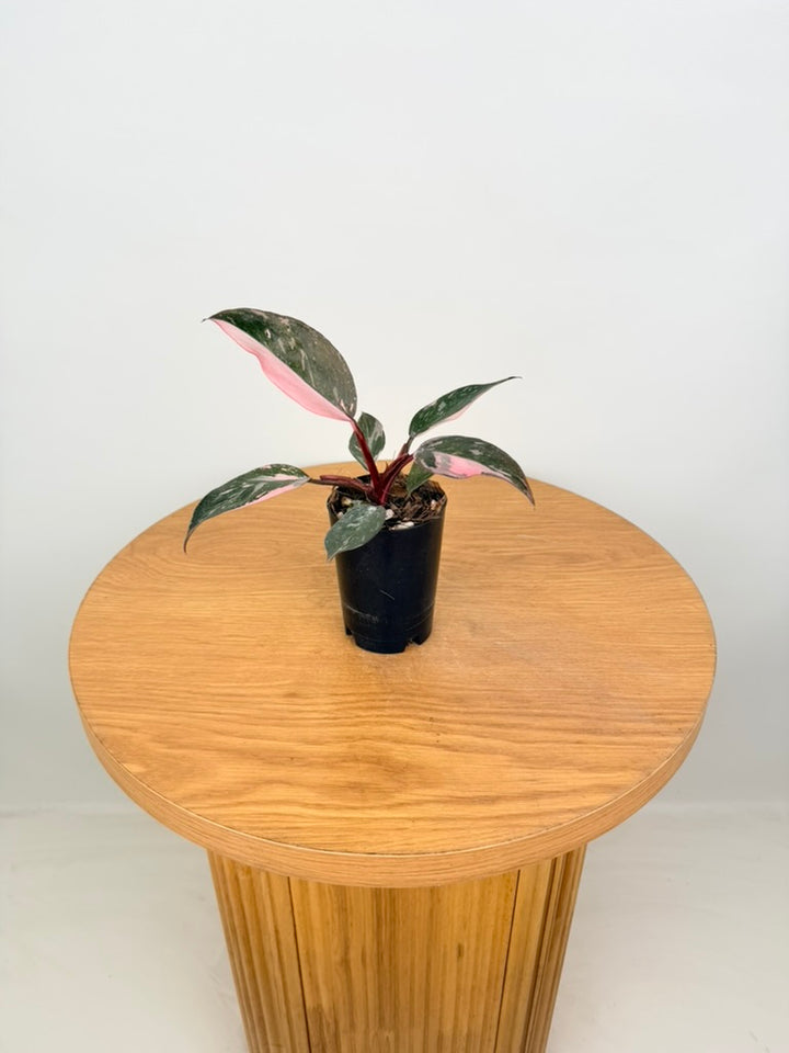 Philodendron Erubescens - Pink Princess Galaxy Marble - Imperfect Foliage