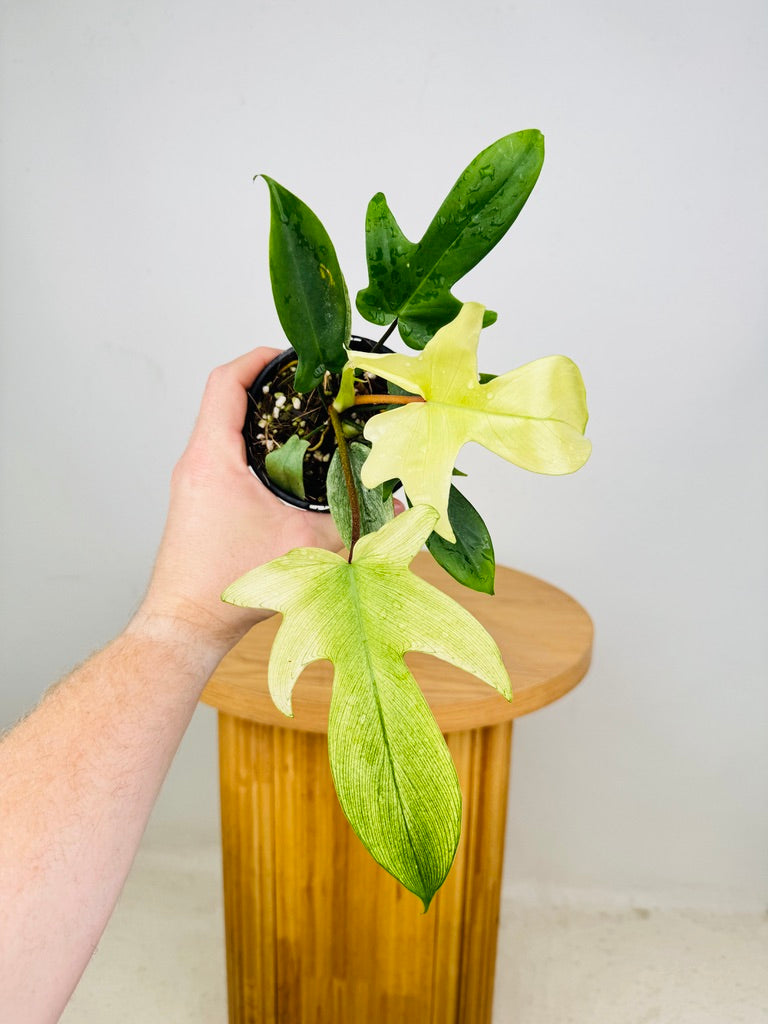 Philodendron Pedatum - Florida Ghost