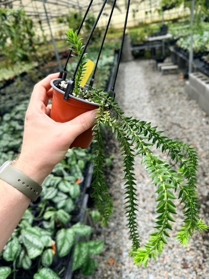 Handpicked #31 - Phlegmariurus Phlegmarioides X Phlegmariurus Ledermannii - Tassel Fern