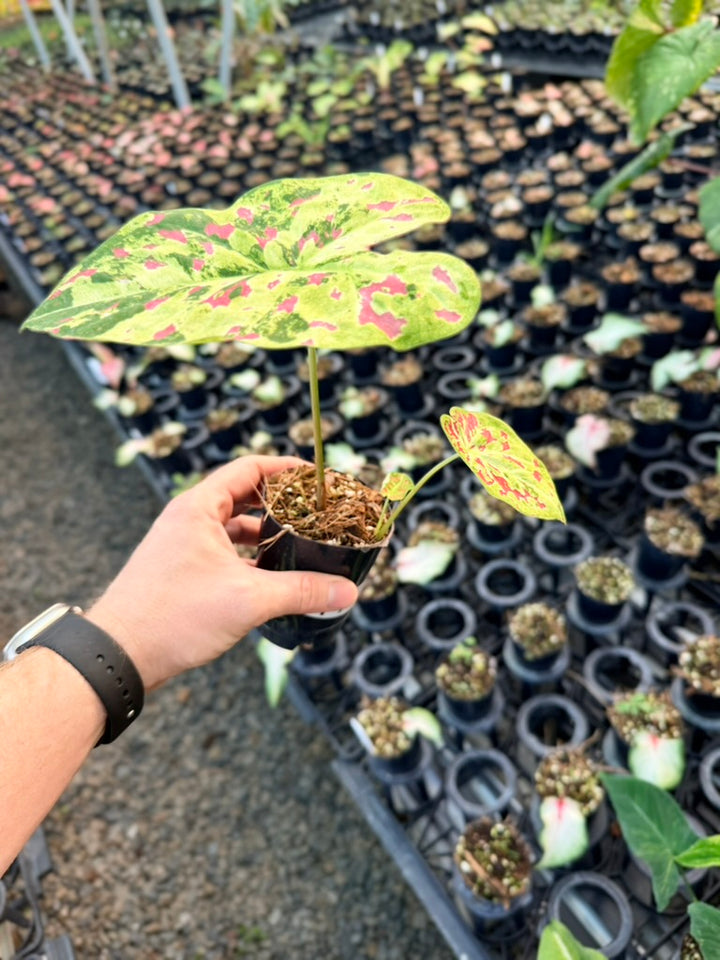 Handpicked #47 - Caladium Bicolor - Raspberry Moon