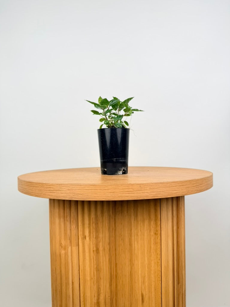 Pilea Cadierei