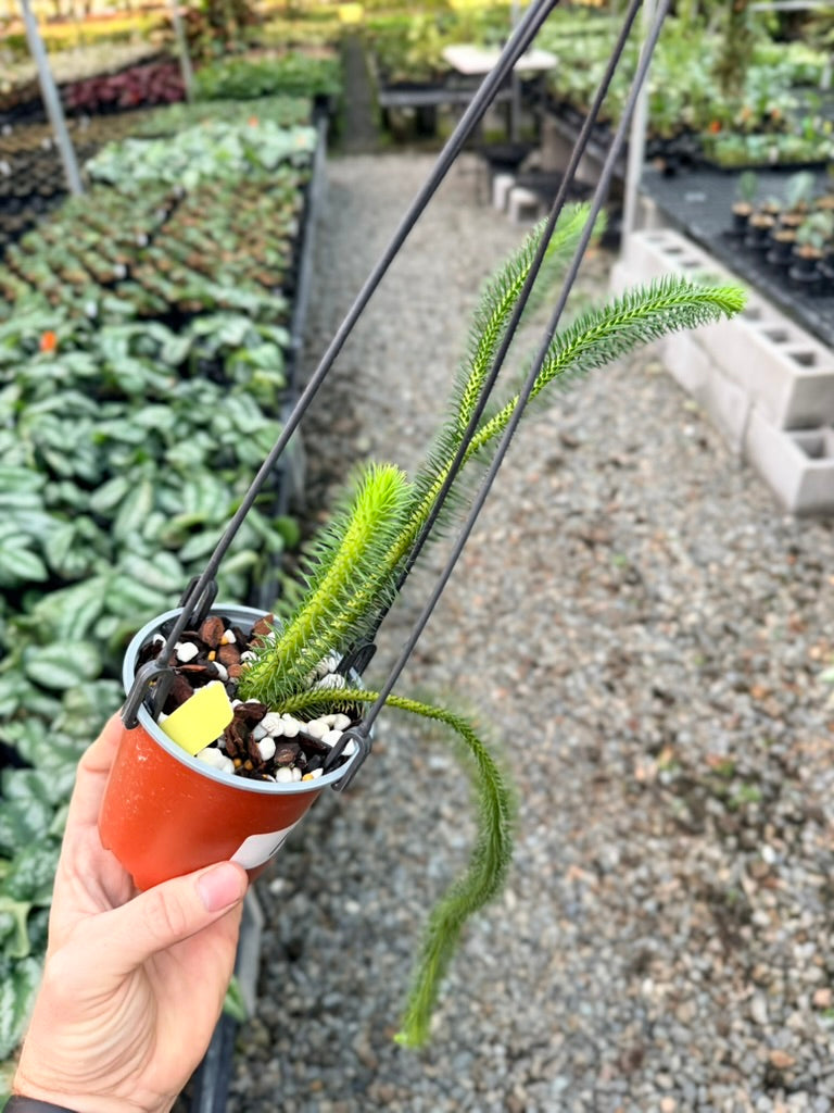Handpicked #10 - Phlegmariurus squarrosus [Huperzia Squarrosa] - Thailand Large Rock Tassel Fern