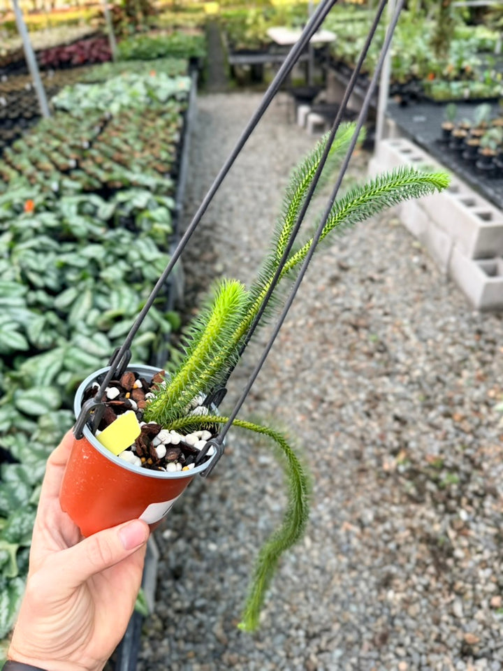 Handpicked #10 - Phlegmariurus squarrosus [Huperzia Squarrosa] - Thailand Large Rock Tassel Fern
