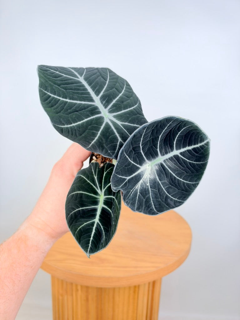 Alocasia Reginula - Black Velvet