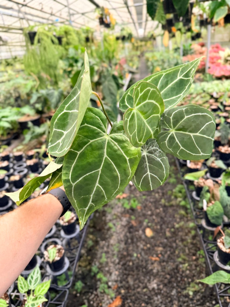 Handpicked #138 - Anthurium Crystallinum - Multi Headed